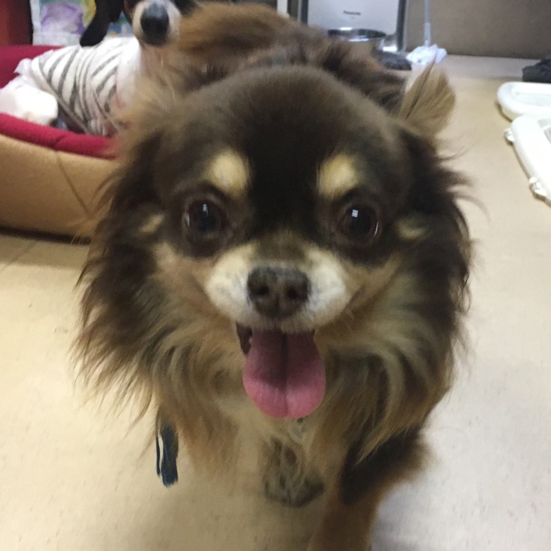 【今日の里帰りワンコ🐶チワワのダイ君💕】＆支援物資をありがとうございます💑＆今日のニャンコキャスト🐱